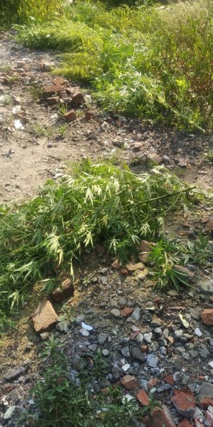 В Беслане участковый и представители межведомственной комиссии уничтожили очаг произрастания наркосодержащего растения